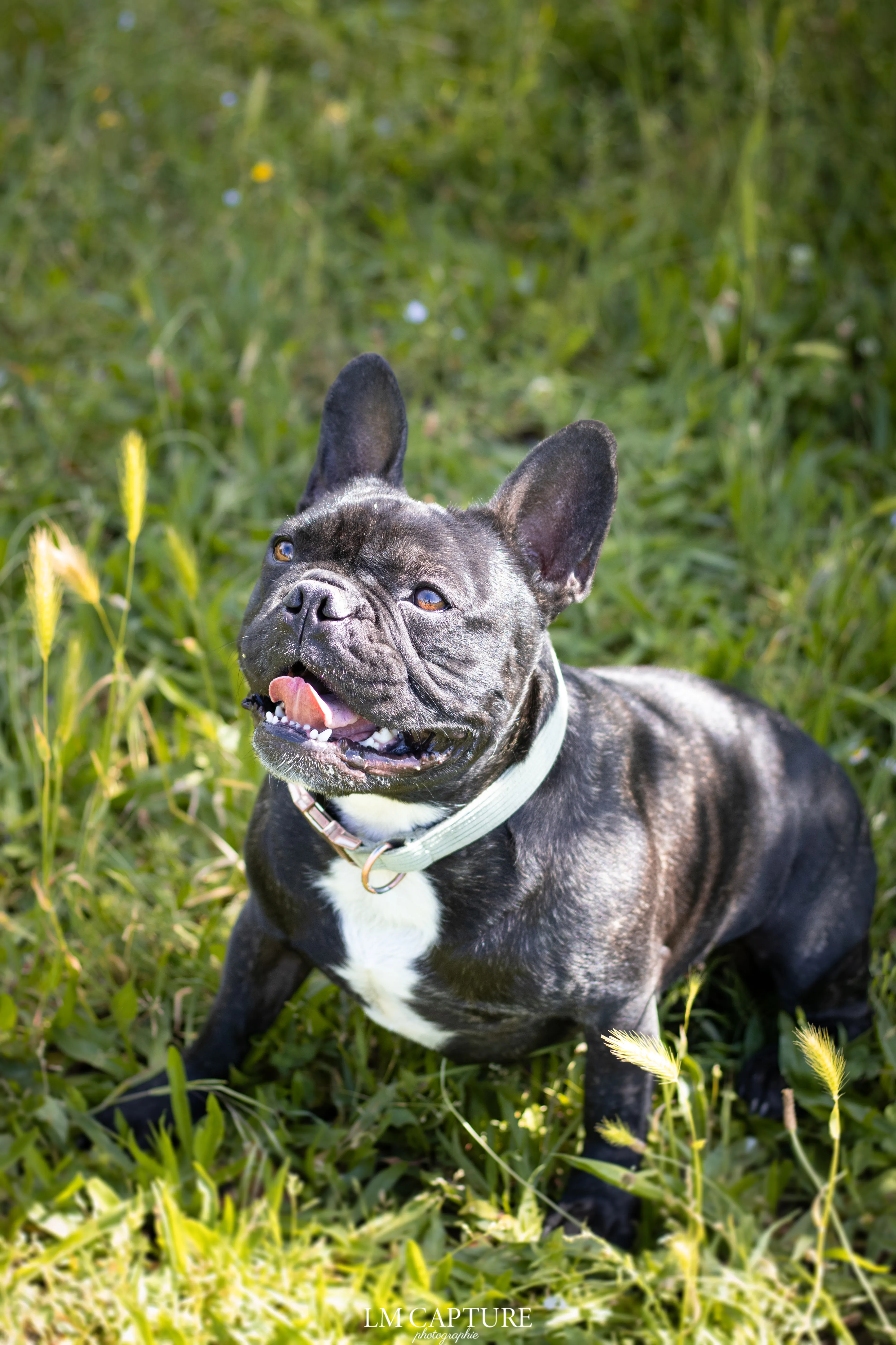 Portrait canin